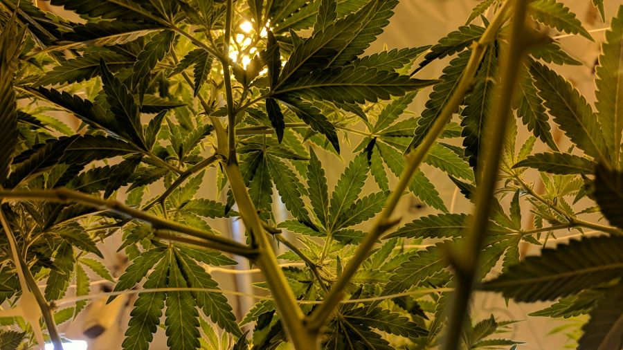 Cannabis cannabis,secret gardens of wa,leaf