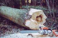 chainsaw Lumberjack. Made with analog vintage lens, Helios 44M 2.0 58mm (Year: 1977) 