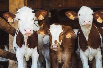 Cattle virus Three cows with tags in ears 