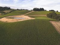 Vineyard Vineyards This has become one of my favorite locations for drone photography. These neatly arranged vineyards cover this hill outside of Salem, Oregon. I made my flight in the evening so the sun and parallel lines of the vineyard brought out those sexy sexy curves. And now I want wine... oregon,curves,country