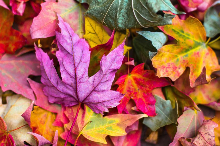 Autumn  