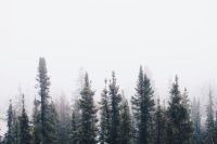 Trees Cool Winter Fog 