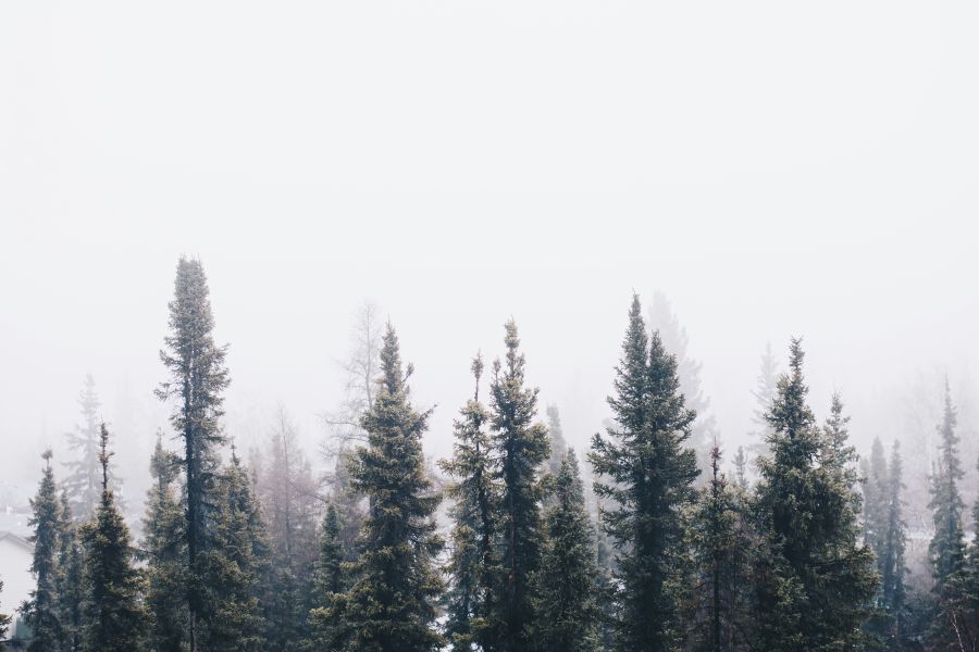 Trees Cool Winter Fog 