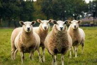 Sheep Sheep animal,sheep,farm