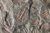 Fossils Excavation Many trilobite fossils in a slab of stone. 
