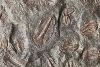 Fossils Excavation Many trilobite fossils in a slab of stone.