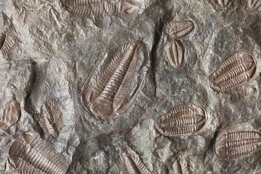 Fossils Excavation Many trilobite fossils in a slab of stone. 