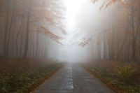 Mystery Enigma Elblag fog grey,autumn,nature