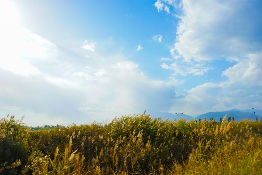 Sunny day A field of tall grass on a background of mountains under a blue sky 