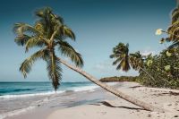Caribbean Martinique Deserted palm beach beach,martinique,palm tree