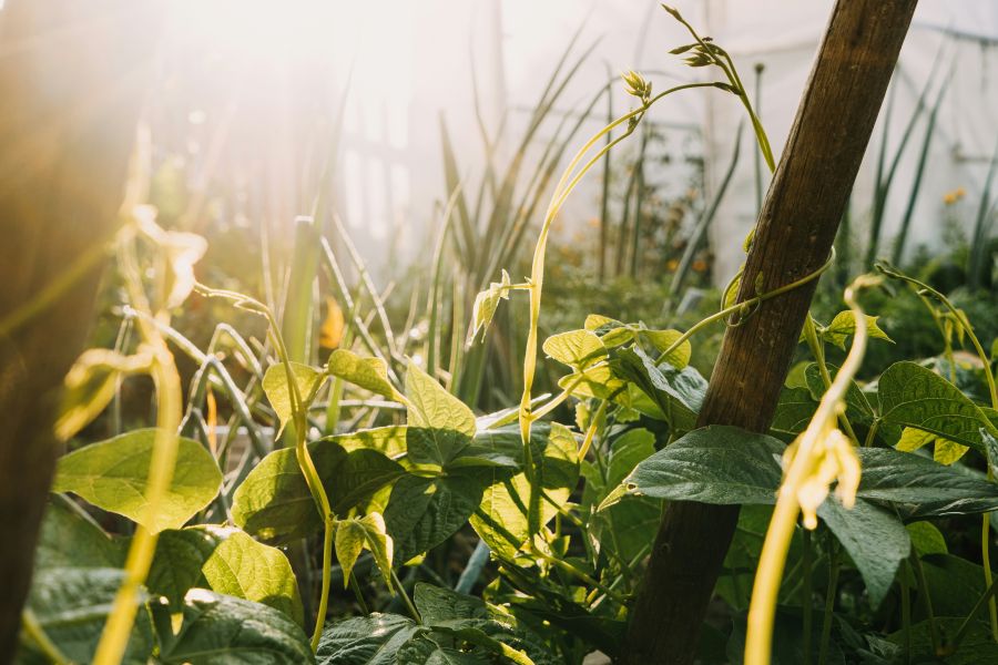 Permaculture  sun rise,permaculture,beans