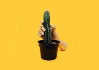 Sexual harassment A playful way to talk about the serious things. sexual,plant,cactus