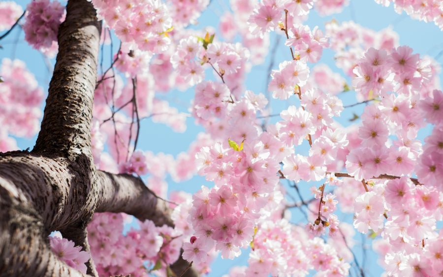 Spring Kungsträdgården cherry blossom Love the work? buy me a coffee ☕ PayPal - a.smit@mac.com