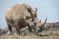 rhinoceros White rhino. A magnificent white rhino enjoys time next to a waterhole in the Lewa Conservancy in Kenya. 