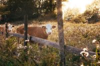 Cow cattle  livestock,standing,overgrown