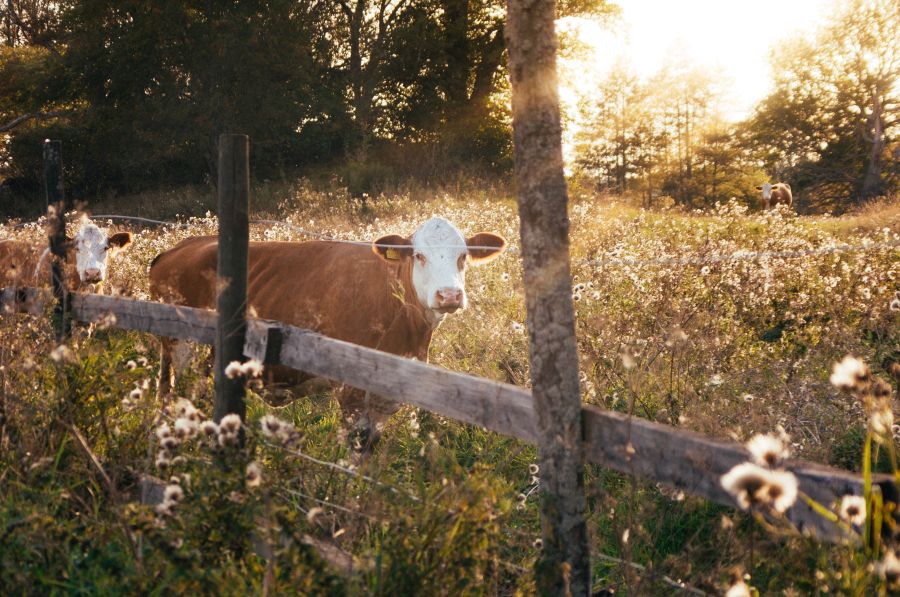 Cow cattle livestock,standing,overgrown