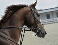 horse Majestic stallion’s head 