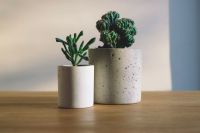 Plants  