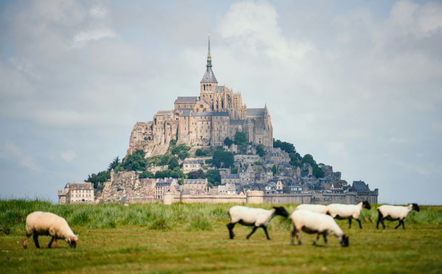 Photography Normandy A serene view of Mont Saint-Michel rising above the Normandy coast, with grazing sheep adding charm to this iconic landscape. 