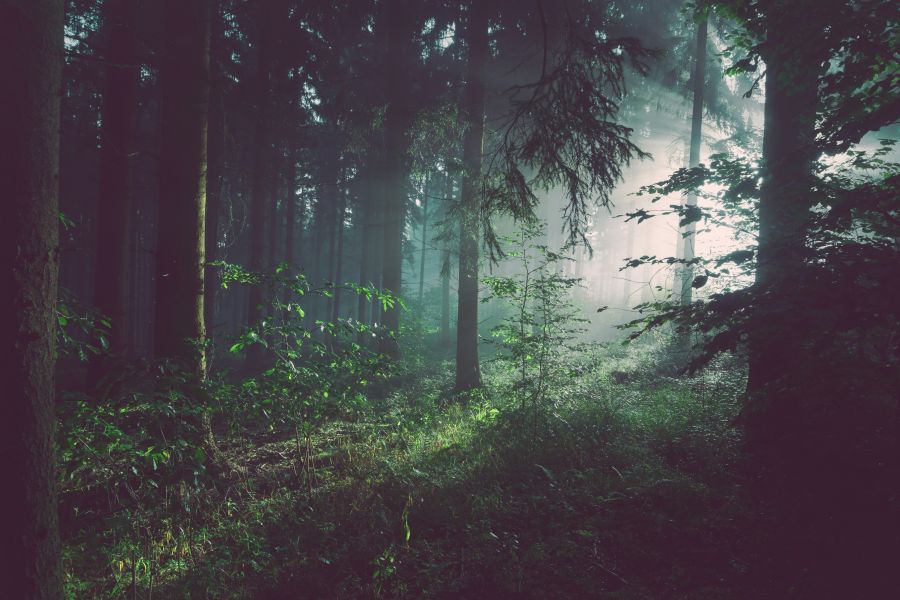forest Entering another dimension...