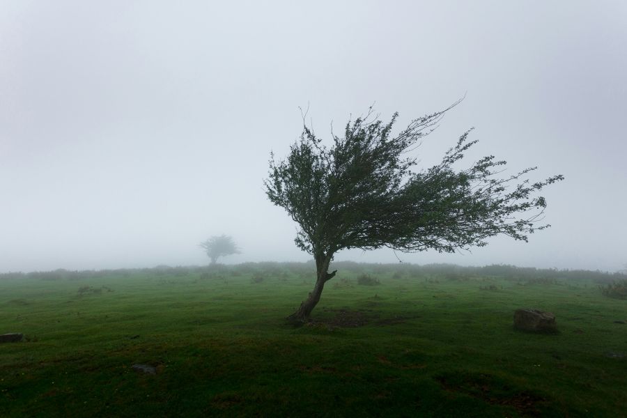 wind Lonely Tree
