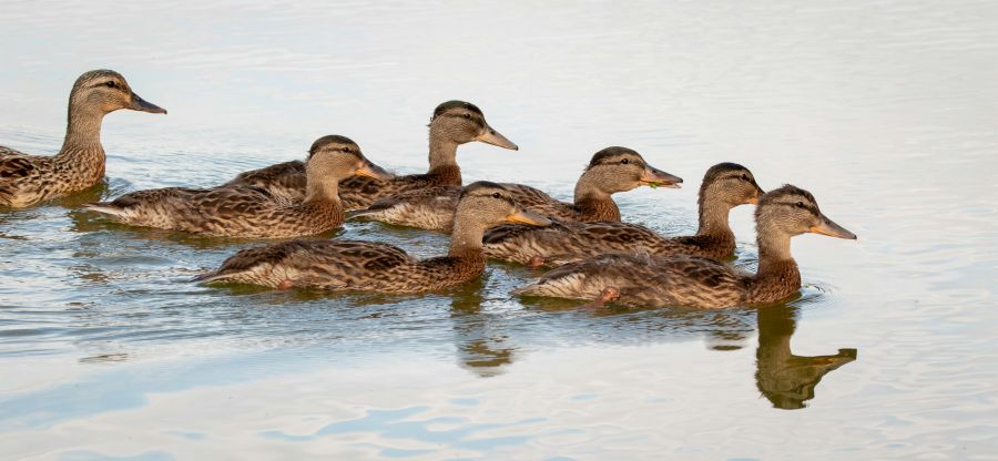 Juvenile delinquency A mallard follows behind her juvenile chicks. memphis,riverwood farms lake,tn