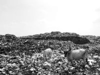 Garbage Dump Cows at a garbage dump. cow,shot on iphone,bnw
