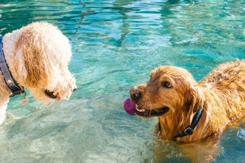 dog pool