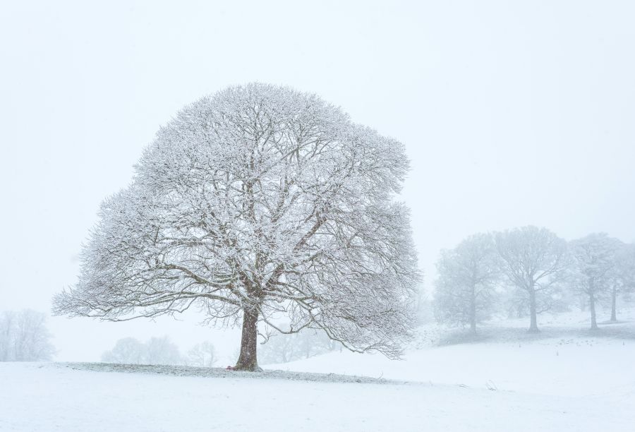 Weather Winter A beautiful morning in the snow, with these beautifully formed trees working perfectly with the falling snow. grey,winter,snow