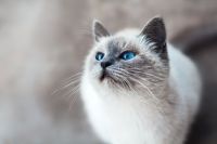 Cat Startled blue-eyed cat cat,animal,pet