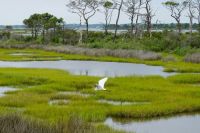 Wetland And egret glides across the wetlands at Assateague Island by Sara L. Cottle. 