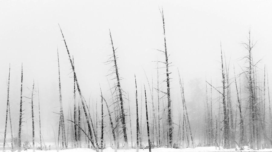 Snowstorm Winter in Yellowstone is a whole other experience. The colors are enhanced against the snow, the cauldrons are steamier, and the wildlife friskier. Against the harsh elements a stand of dead trees in the snow is almost a black and white in color. grey,yellowstone national park,united states