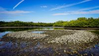 Water quality Oysters at low tide | Robinson Preserve | Photographer: Joe Whalen robinson preserve,water,oysters