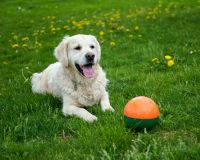 Summer friendly A white golden retriever is playing / guarding a ball during summer, green grass with dandelions oslo,norway,pet