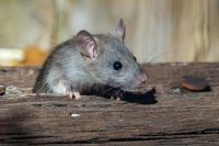 Rat bites A roof rat peeks out from the railroad ties. 