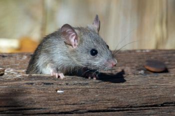 Rat bites A roof rat peeks out from the railroad ties. 