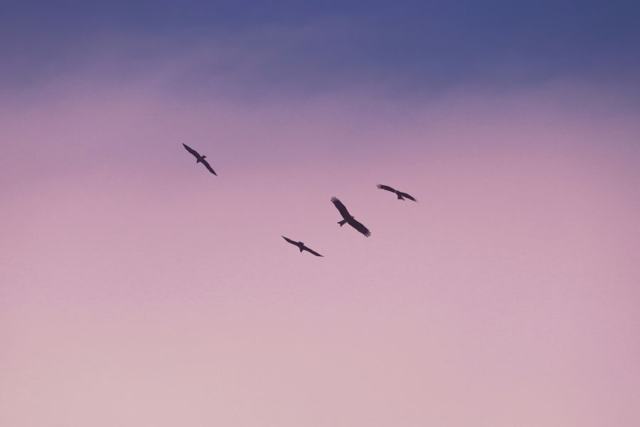 Summer jobs The amazing picture of flying birds/eagles. india,flying,grey