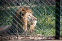 rehabilitation centre A majestic lion sitting in grass animal,courage,majestic