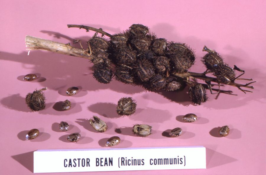 Toxic yew This image from 1966, depicted a castor bean, Ricinus communis, still life, composed of numbers of spiny seed pods, and a freed castor beans scattered about the setting. Castor beans contain the water soluble, highly toxic poison known as ricin. proteins,ricinus communis,toxic