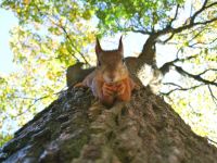 Tree removal A playful squirrel defies gravity, perched upside down on a tree trunk. Tallinn, Estonia. squirrel,wildlife,leaves