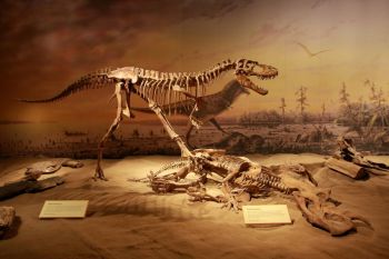 Museum research The Royal Tyrrell Museum of Palaeontology is a palaentology museum and research facility in Drumheller, Alberta, Canada.