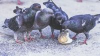 Pigeon contraception Birds On A Lunch Break pigeon,bird,food