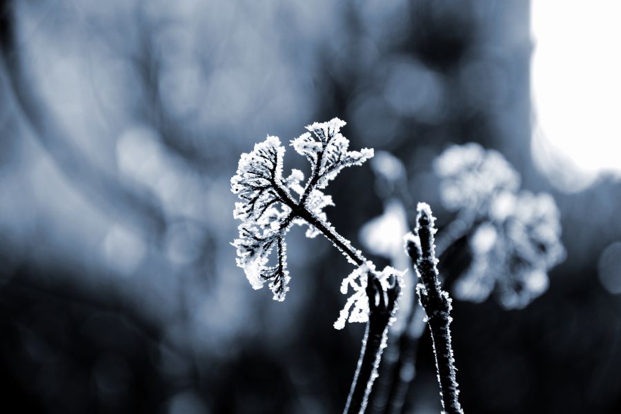 Winter cold Iced branches winter,nature,frost