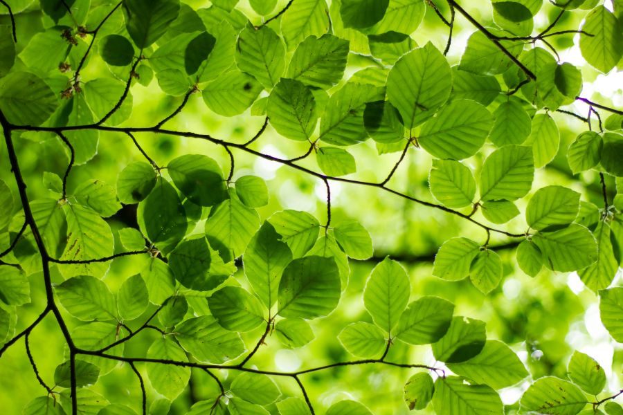 leaves Couldn’t help appreciate the lush green of the leaves overhead on a Sunday walk through Yorkshire. 