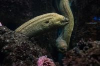 Eel  sea,chicago,united states