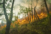 Forest fire Portland Forest fires from 2018 