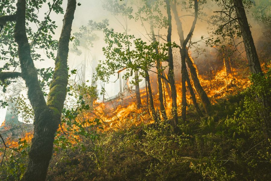 Forest fire Portland Forest fires from 2018 