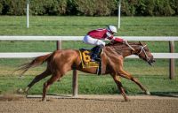 Horse racing This is a photo of thoroughbred Gun Runner, 2018 Horse of the Year winning the Whitney Stakes at Saratoga - with jockey Florent Geroux. 