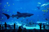 Aquarium People watching wale sharks in the aquarium. blue,water,atlanta