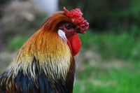 Heraldic rooster Barnyard Animal animal,rooster,bird